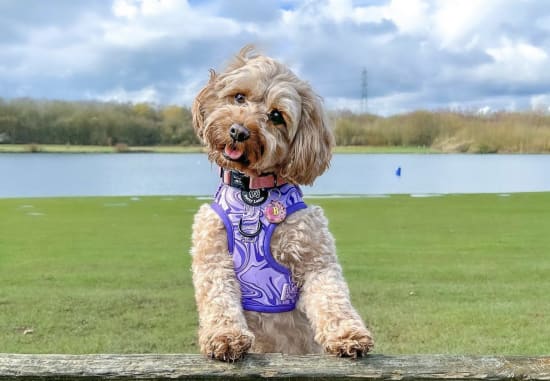 Cavapoo breed shop